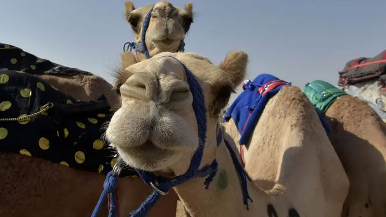 Scandale du Botox dans un concours de beauté de chameau ! 40 animaux ont été disqualifiés