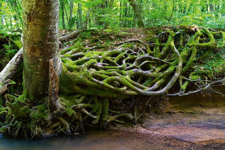 Est-ce que ̇ğneada sèche «Longoz»? La principale forêt du Subasar au monde - Image: 2