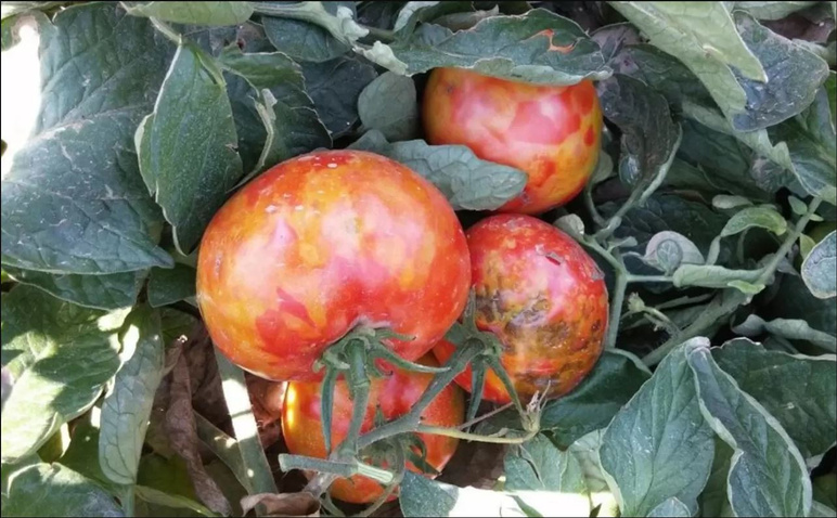 Est le plan de la Chine et de l'Inde? Attaque des semences sur le sol turc - Image: 2