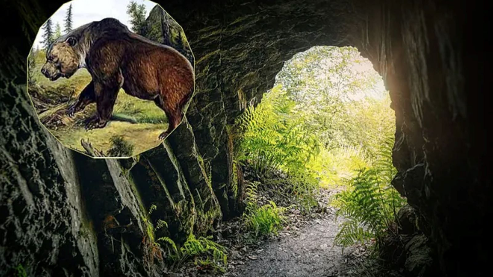 Empreintes de pas pour un ours de grotte de 3,5 mètres trouvés!