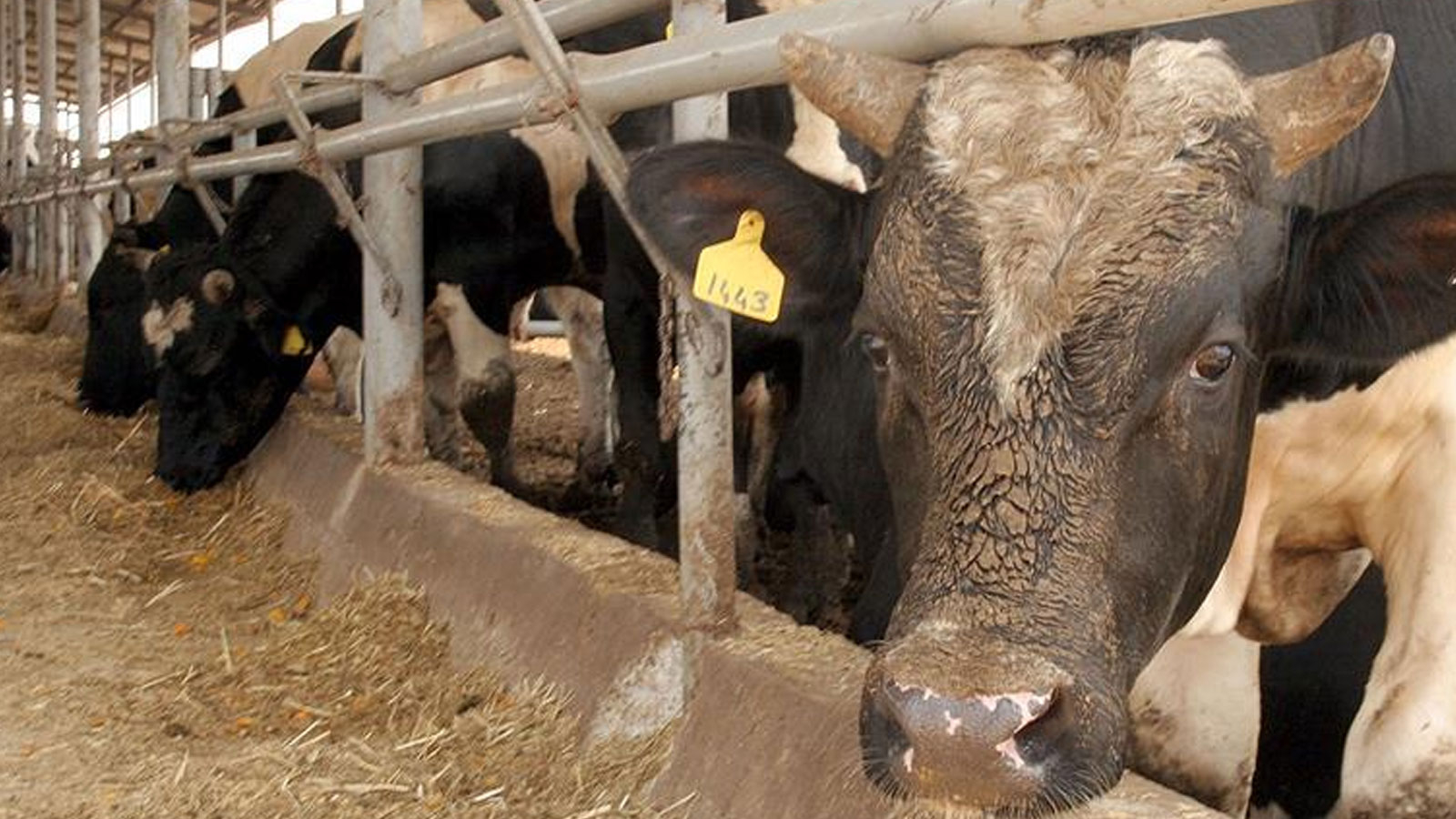 Il vise à augmenter l'approvisionnement en viande rouge en production domestique: "Emmenez votre mère pour prendre votre mollet"