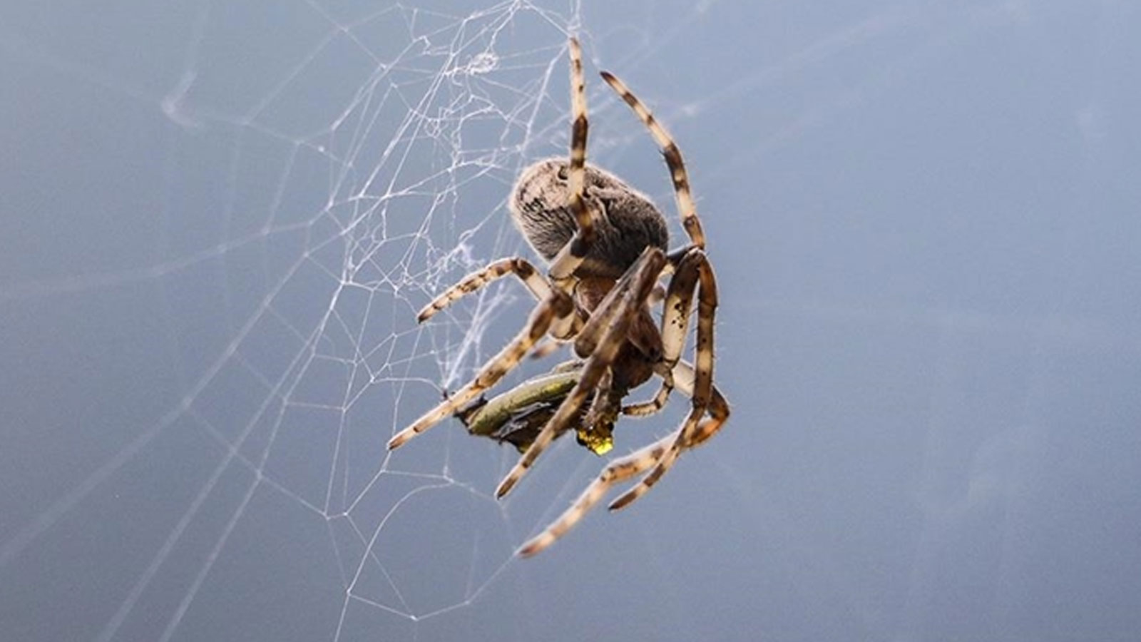 Les scientifiques ont découvert un champignon qui a transformé les araignées en zombie