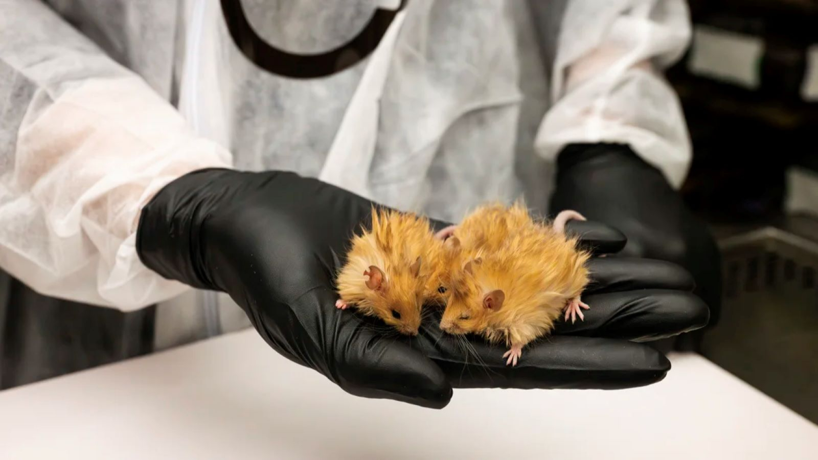 La souris en laine de type mammouth a été produite en jouant avec la génétique