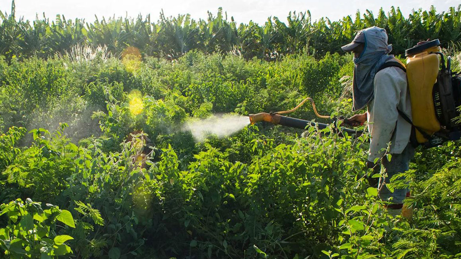 Nous perdons la réputation, ils ont retiré le jus de pesticide!