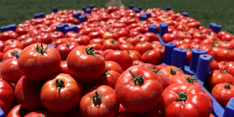 À Türkiye, le jeu de graines, qui a commencé la guerre alimentaire? - Image: 2