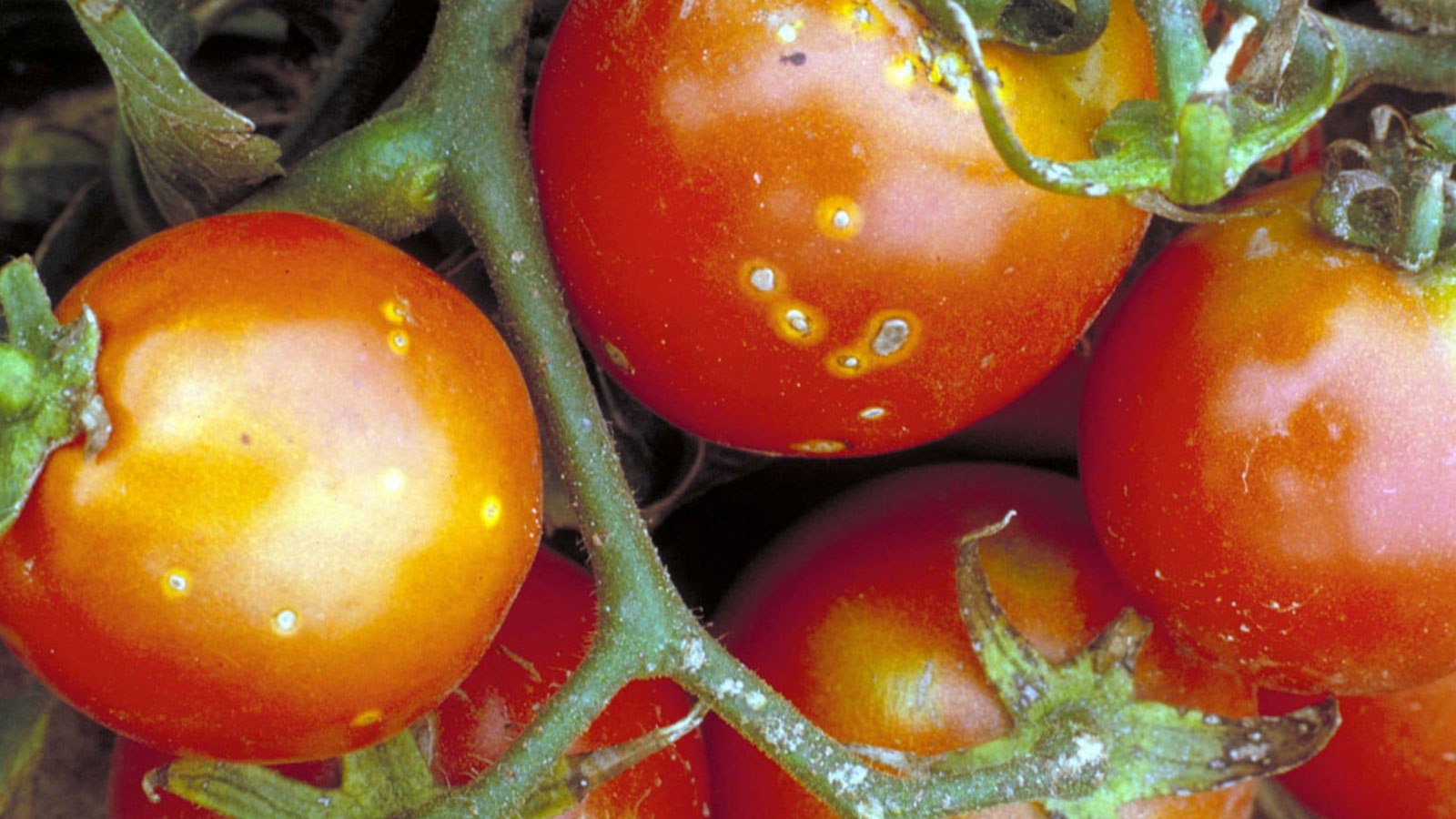 À Türkiye, le jeu de graines, qui a commencé la guerre alimentaire?