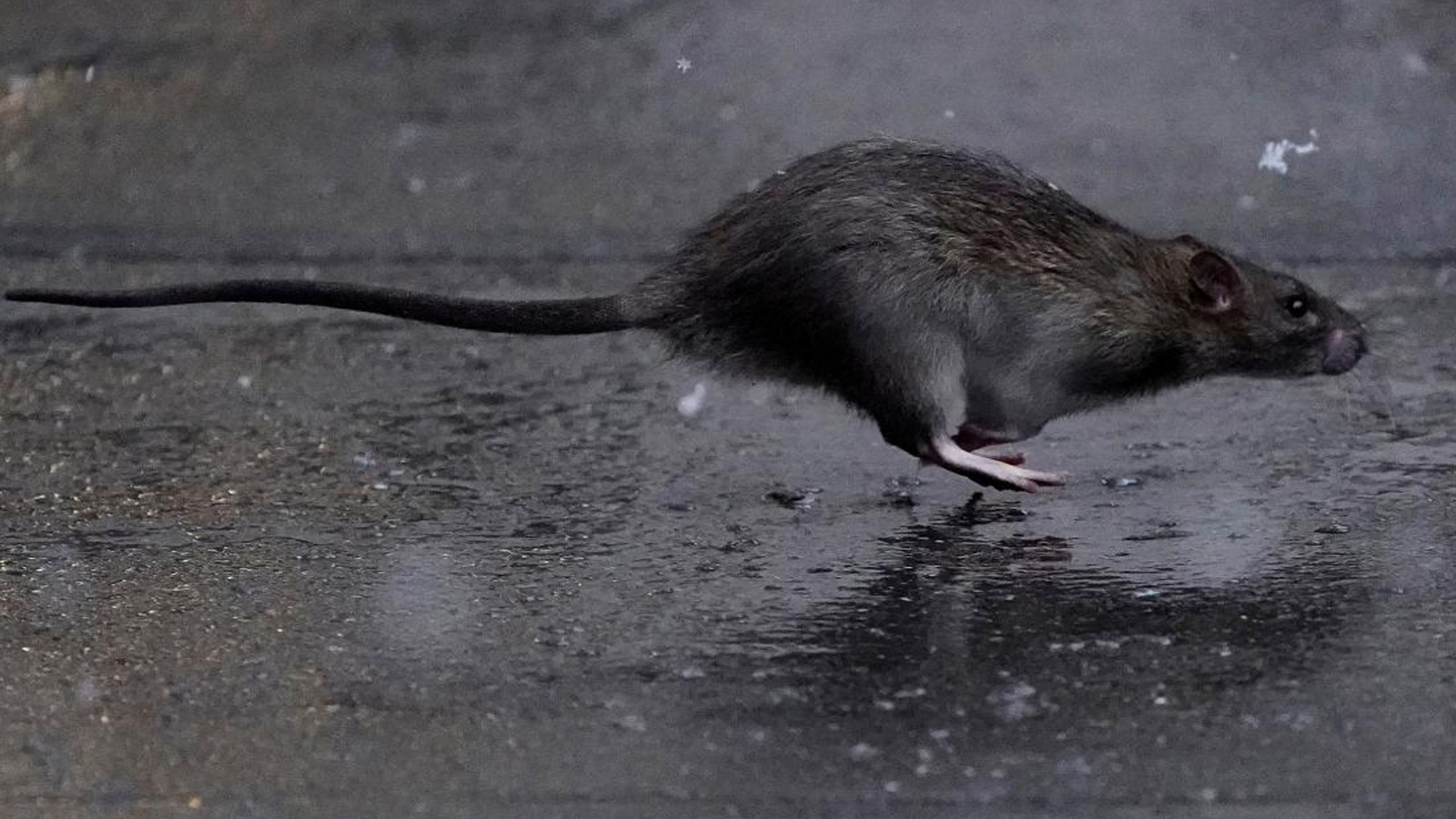 Des souris sont entrées dans la ville, les autorités ont ouvert la «guerre»!