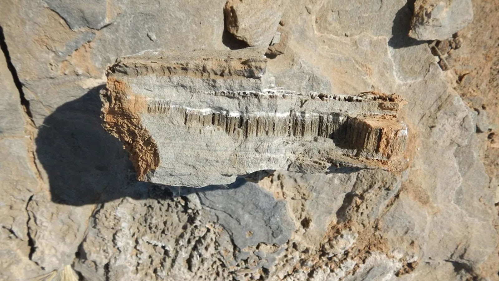 Forme de vie inconnue sur les roches désertiques de la Namibie