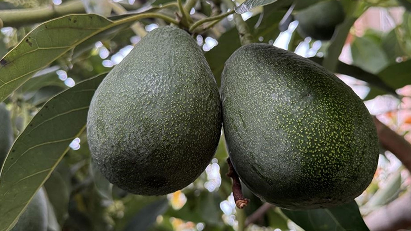 Les avocats, dont les kilogrammes ont été vendus pour 200 TL, a fait rire les producteurs à Alanya