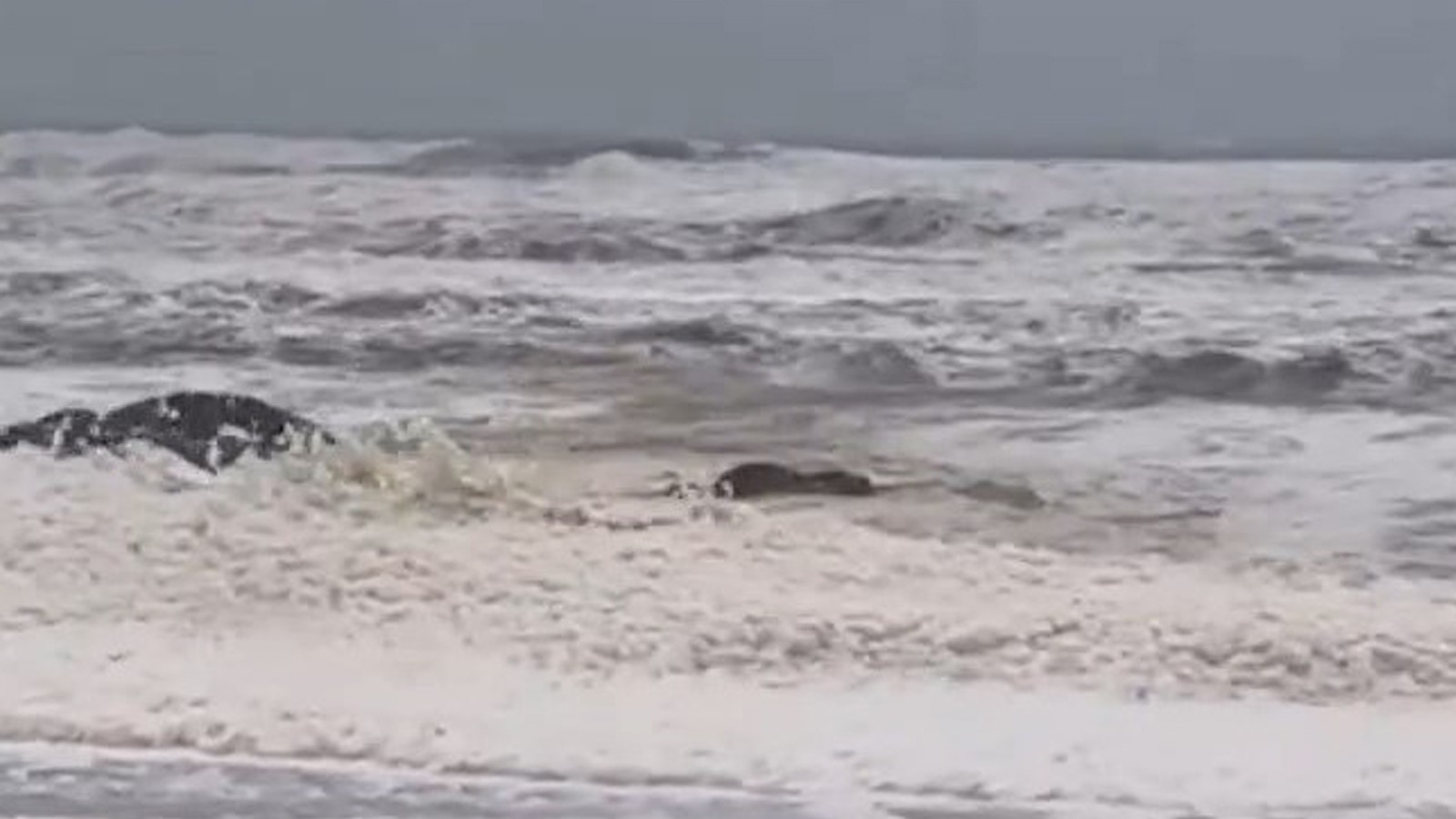 Mousse et alarme des poissons morts en Australie: 2 plages fermées