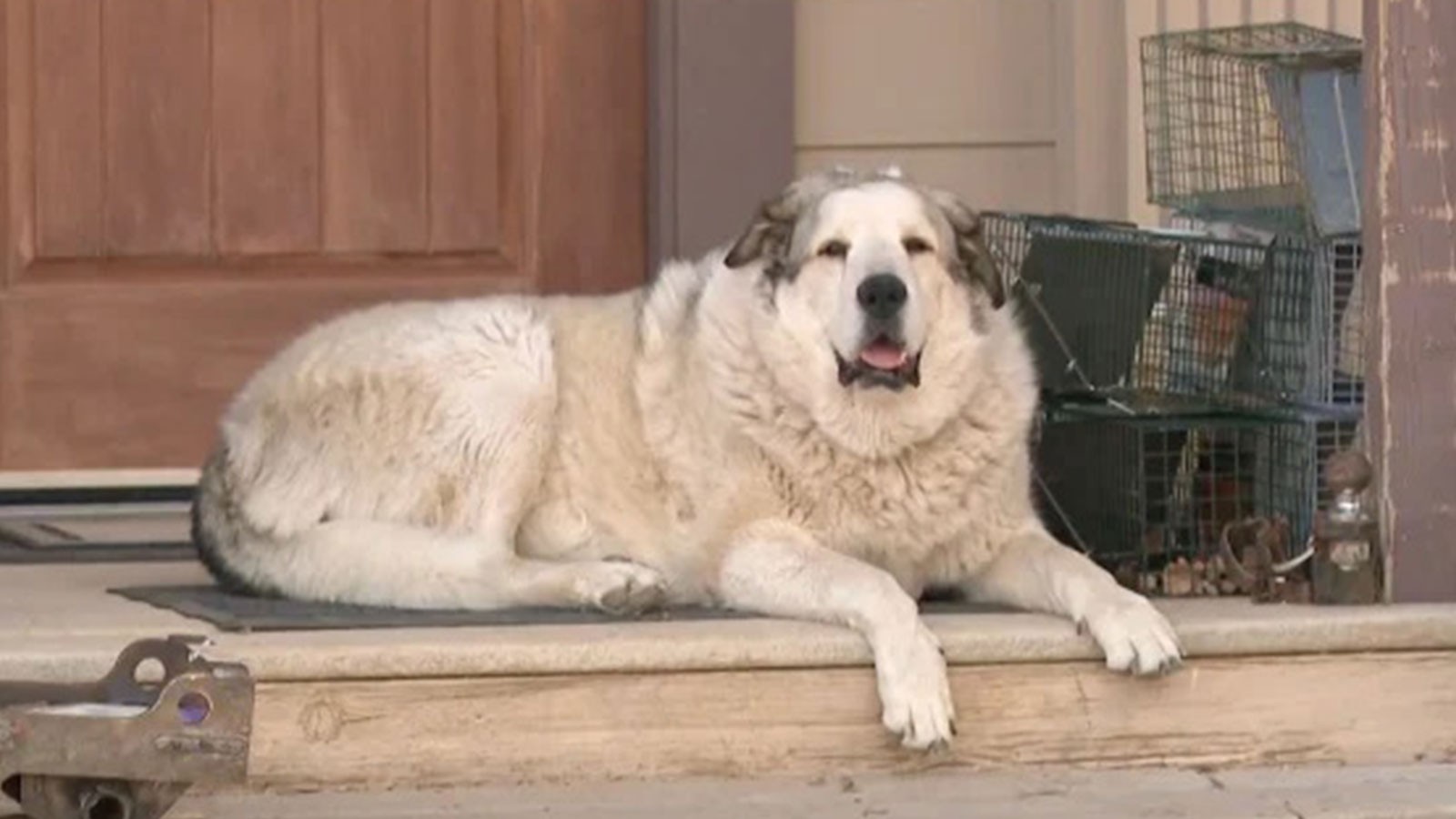 Le chien 'Buford' a trouvé l'enfant de 2 ans perdu en Arizona