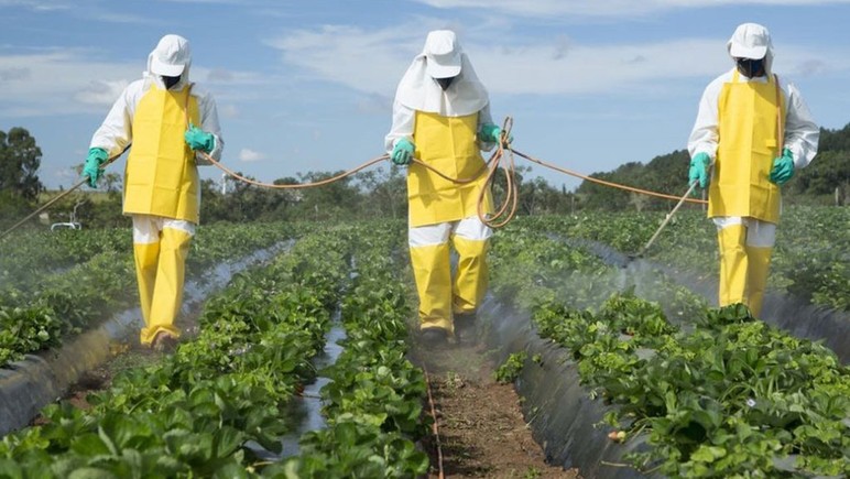 Ils nourrissent les pesticides, la raison de l'augmentation du cancer sur le terrain - Image: 2