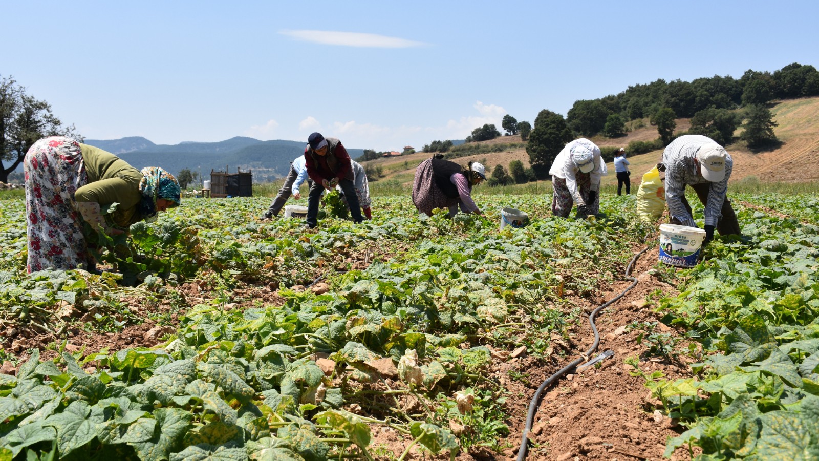 Ils alimentent les pesticides, la raison de l'augmentation du cancer est sur le terrain