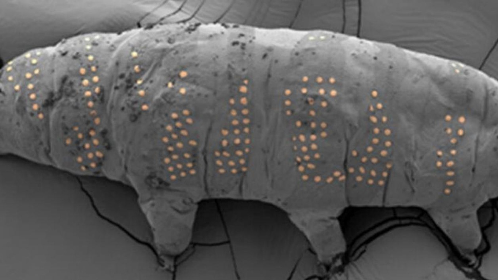 Une nouvelle ère en nanotechnologie: les scientifiques ont fait du «tatouage»