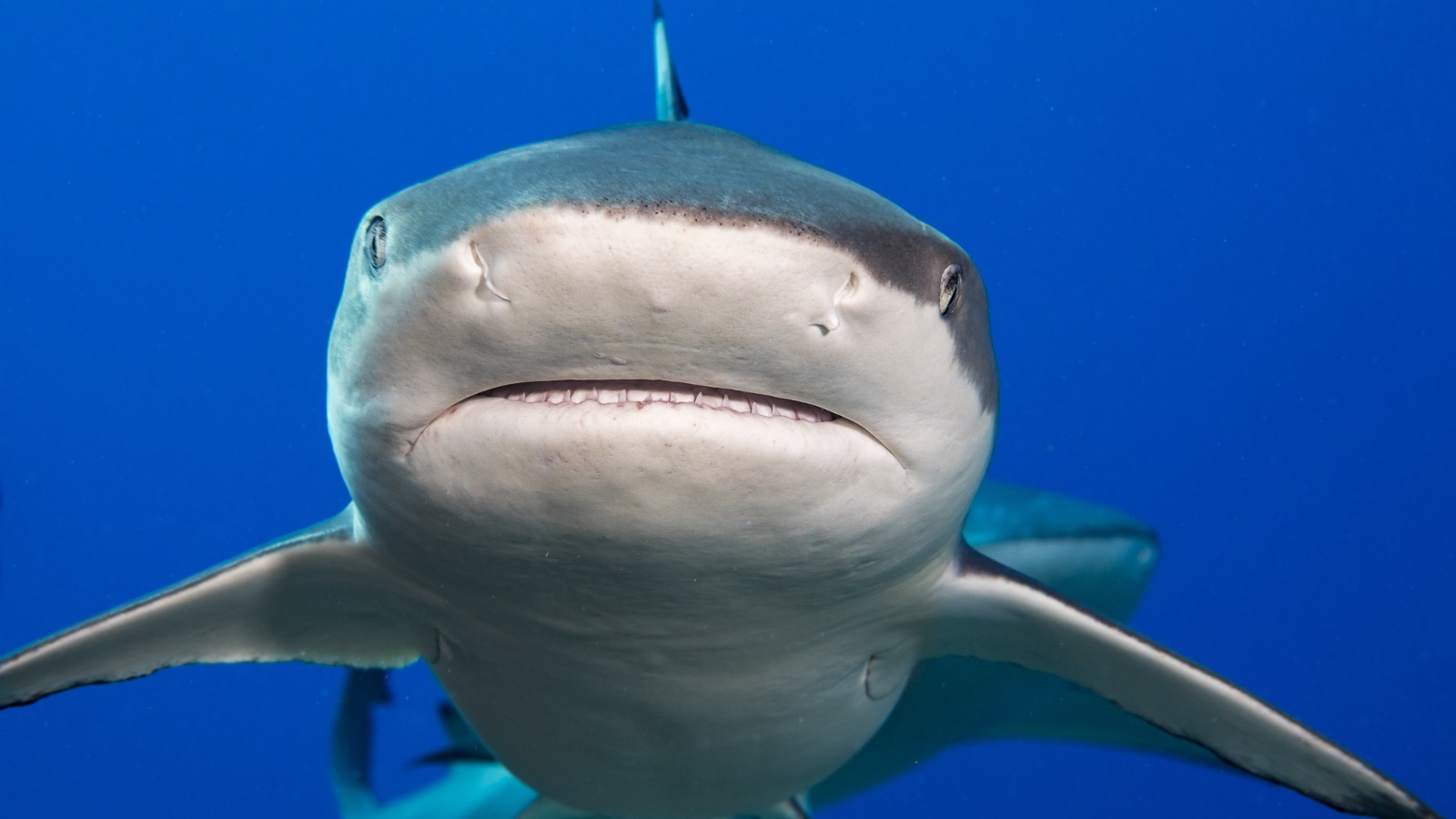 La légende sur les requins a peut-être été réfutée, ils mordent parce qu'ils avaient peur!