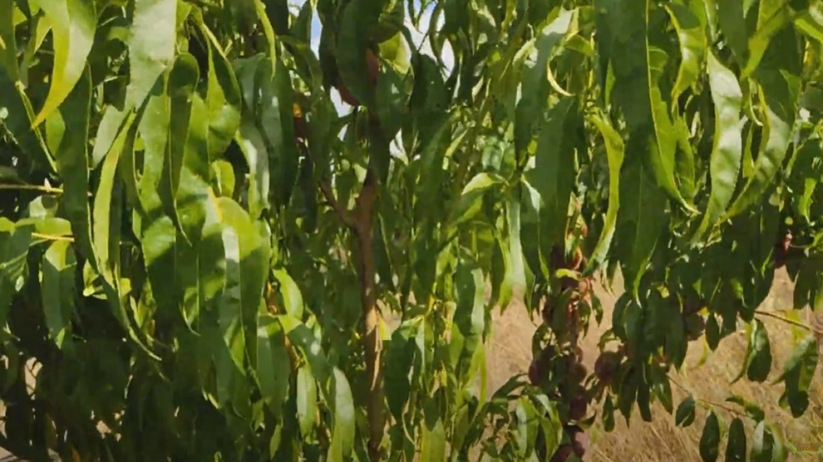 La période de récolte a commencé dans le meilleur produit vainqueur: son poids a atteint 300 LIRA