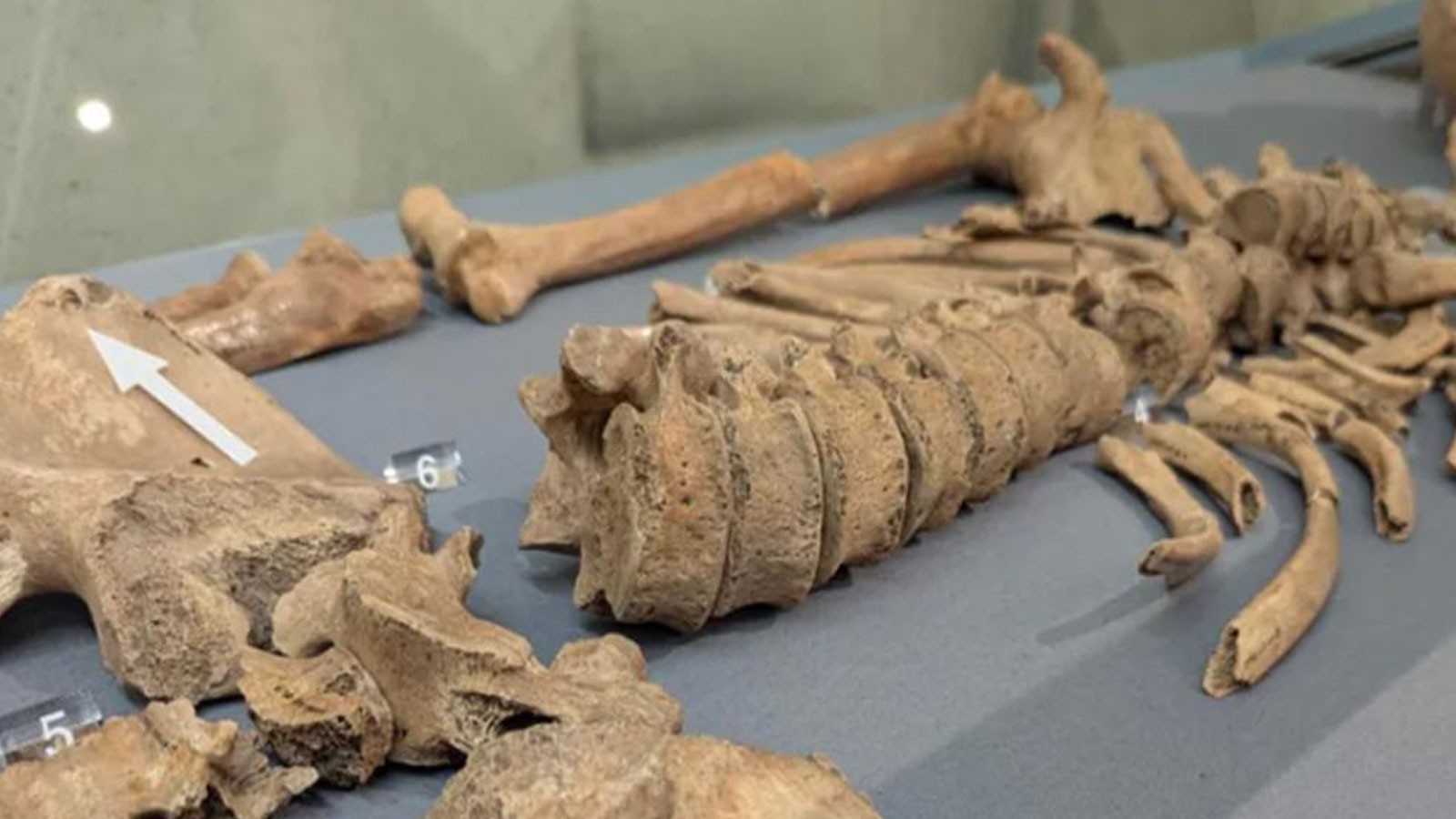 Les morsures du lion sur le squelette de gladiateur sont devenues des preuves de combats avec des animaux sauvages