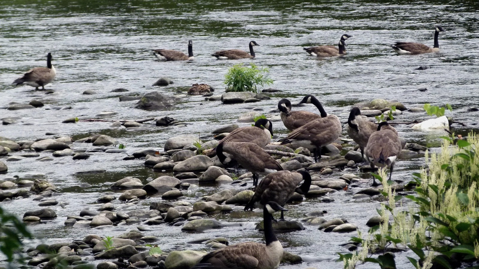 Les oies ont envahi le quartier général ... dans l'alarme de l'armée: ne vous nourrissez pas, ne vous approchez pas!