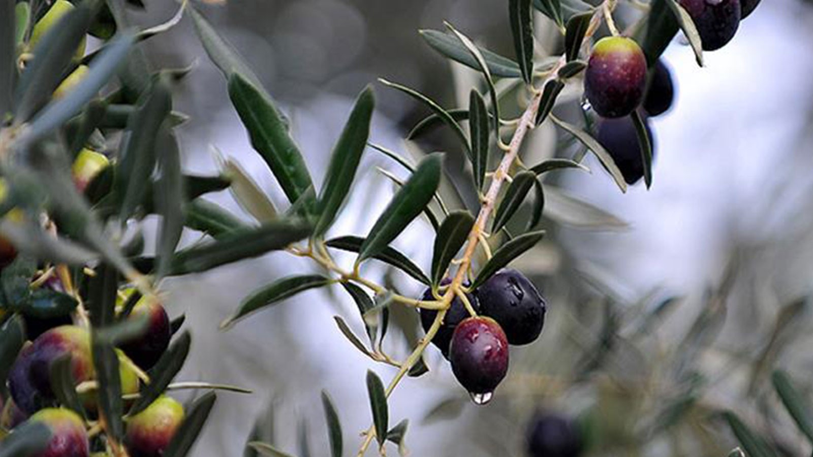 Marmarabirlik effectuera le dernier paiement aux producteurs le 25 avril