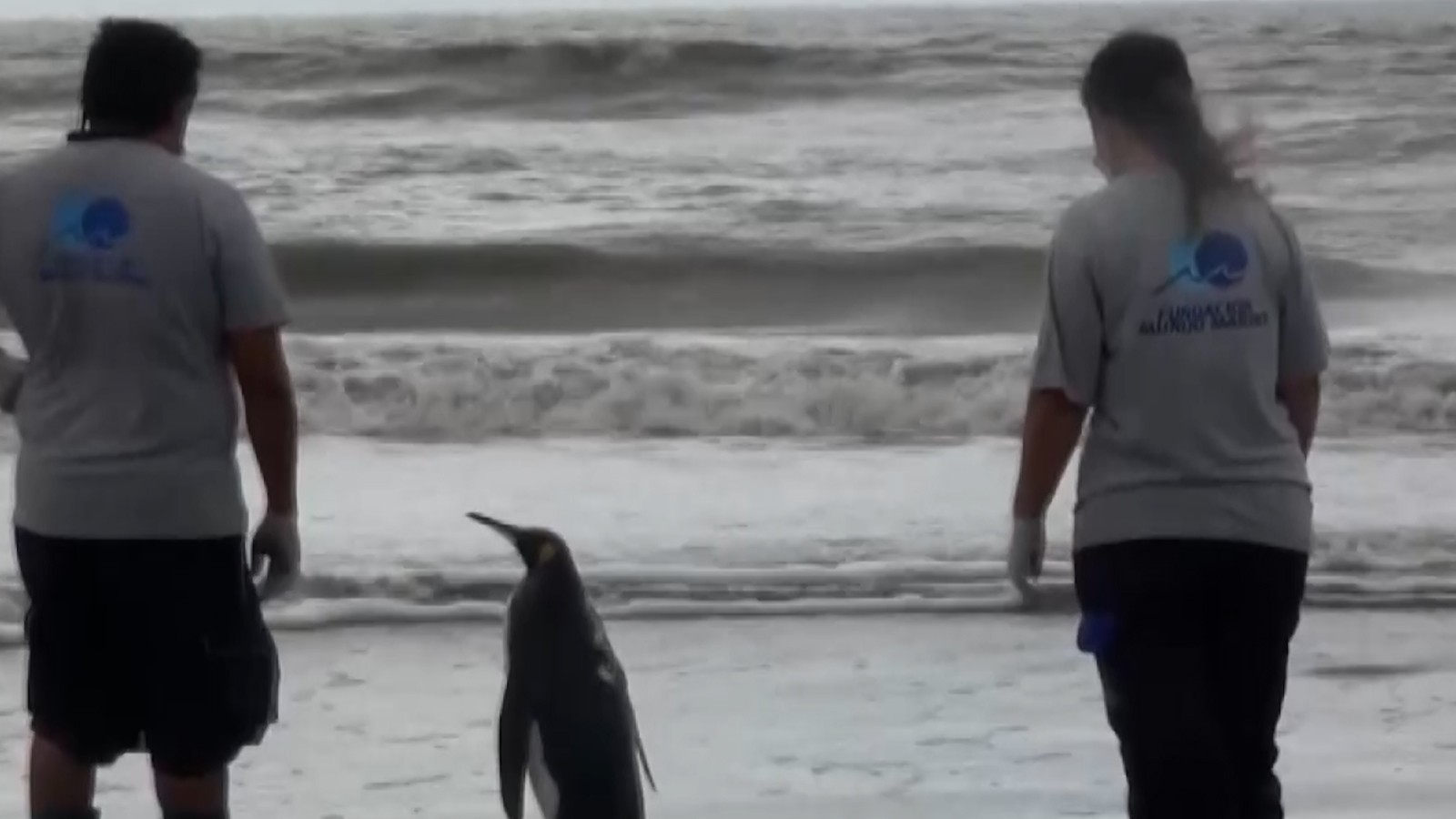 Penguin n'a jamais quitté ceux qui l'ont sauvé