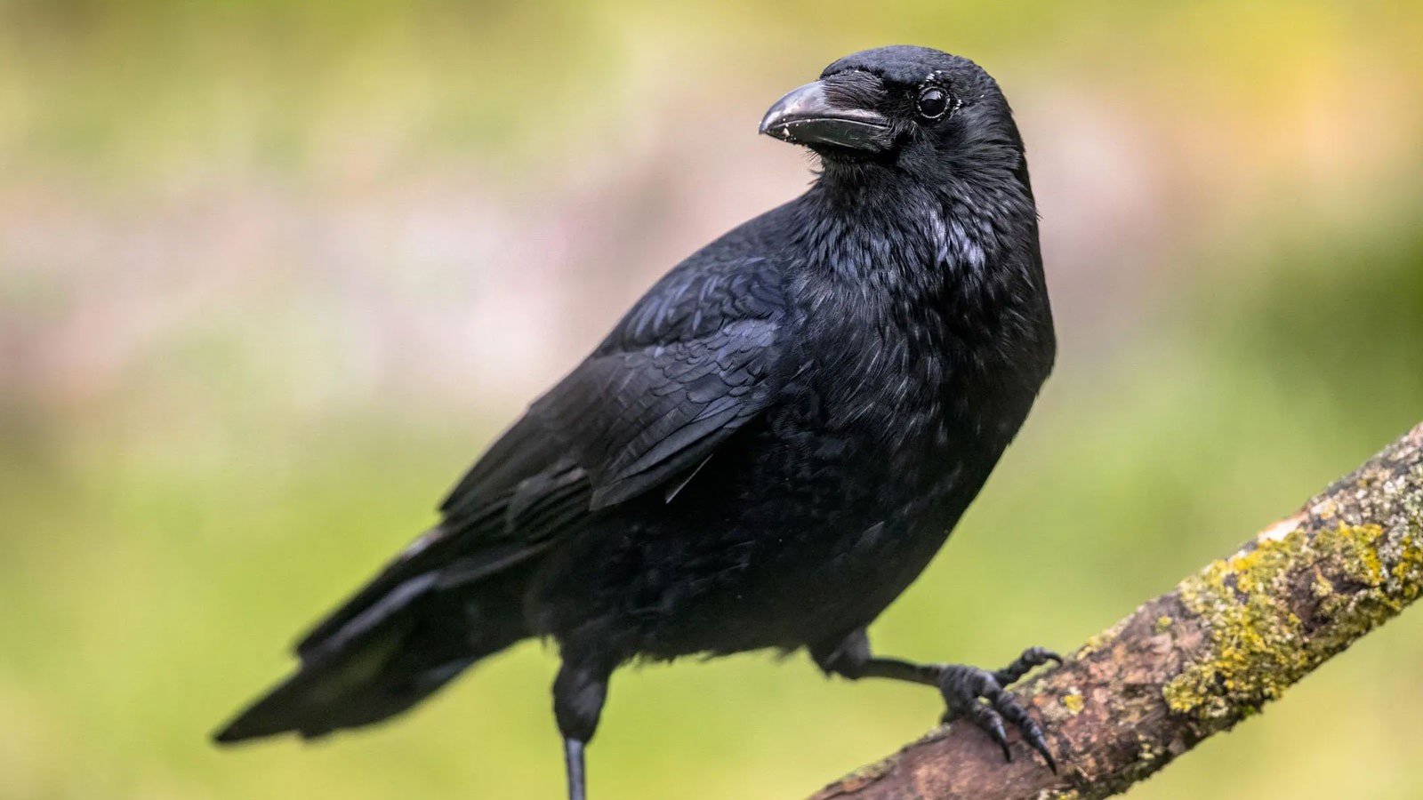 Recherche: Les corbeaux peuvent distinguer les formes géométriques