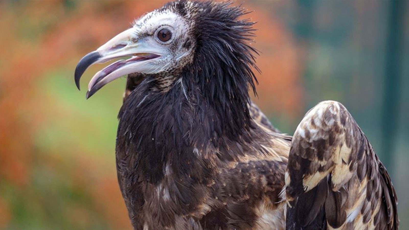 120 vautours ont été retrouvés morts en Afrique du Sud