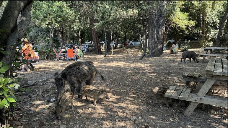La santé publique est en danger, est-ce un tel amour des animaux? - Image: 2