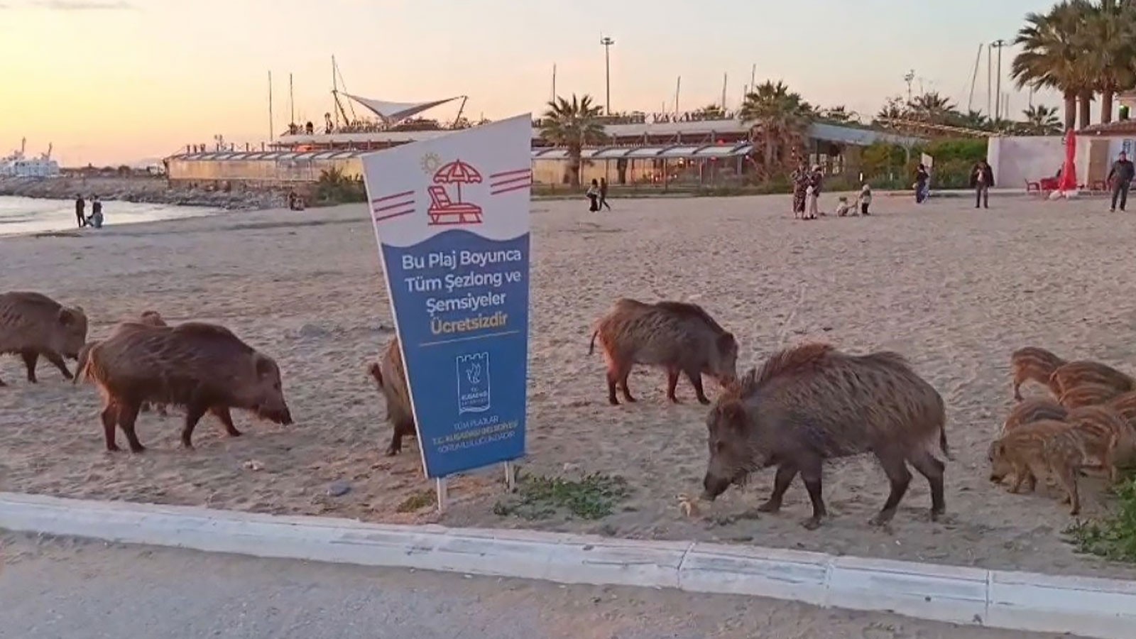 La santé publique est en danger, est-ce un tel amour des animaux?