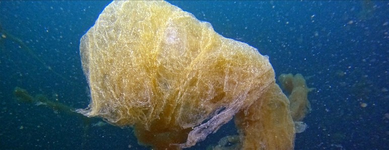 Marmara anxieuse attendra-t-elle une piscine de déchets? - Image: 2