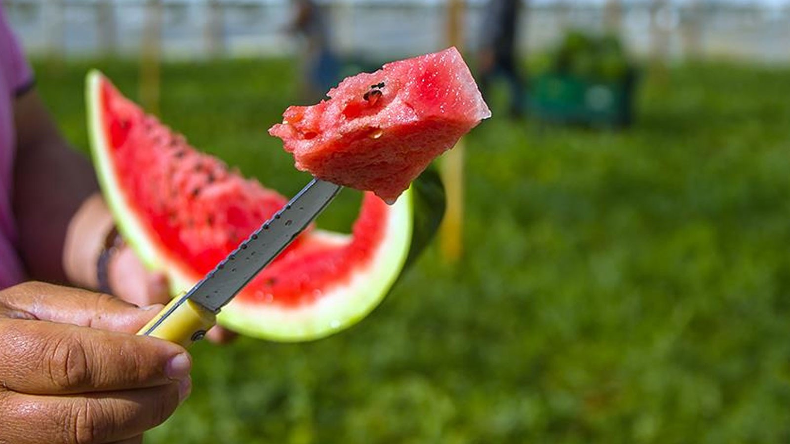 25% des besoins de Türkiye de cette ville! La récolte a commencé, ils ont annoncé le prix