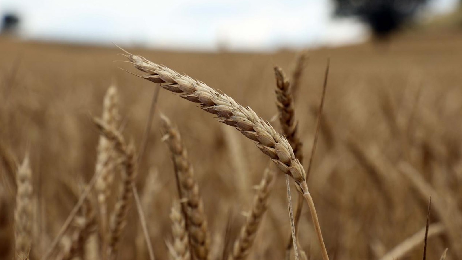 Congrès mondial des semences, se tiendra à Türkiye