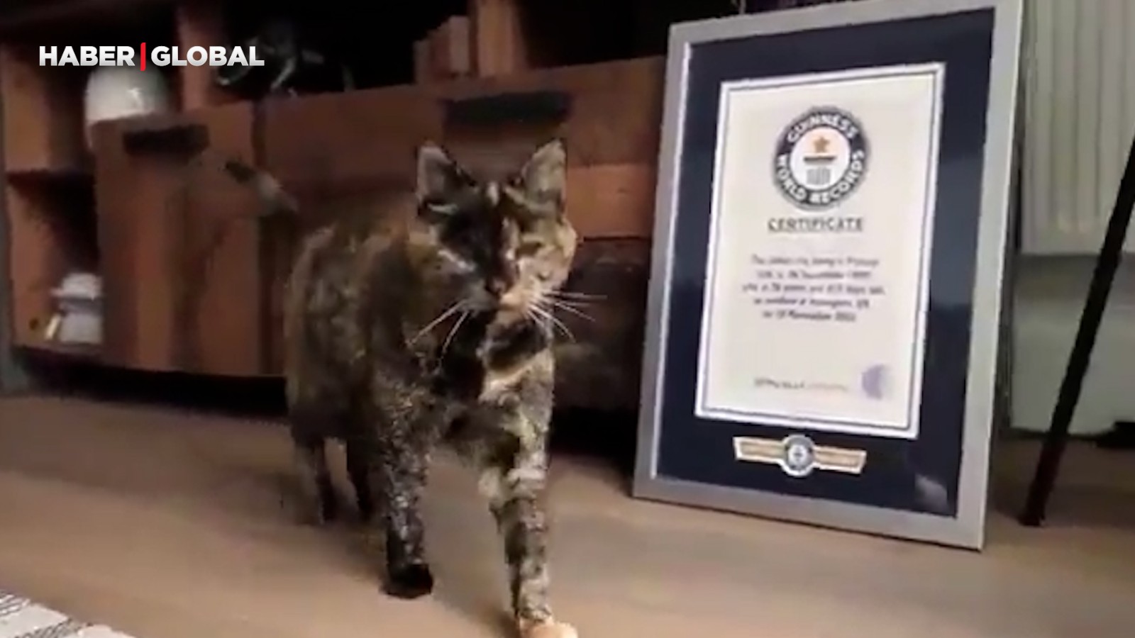 Le chat le plus âgé du monde a 30 ans