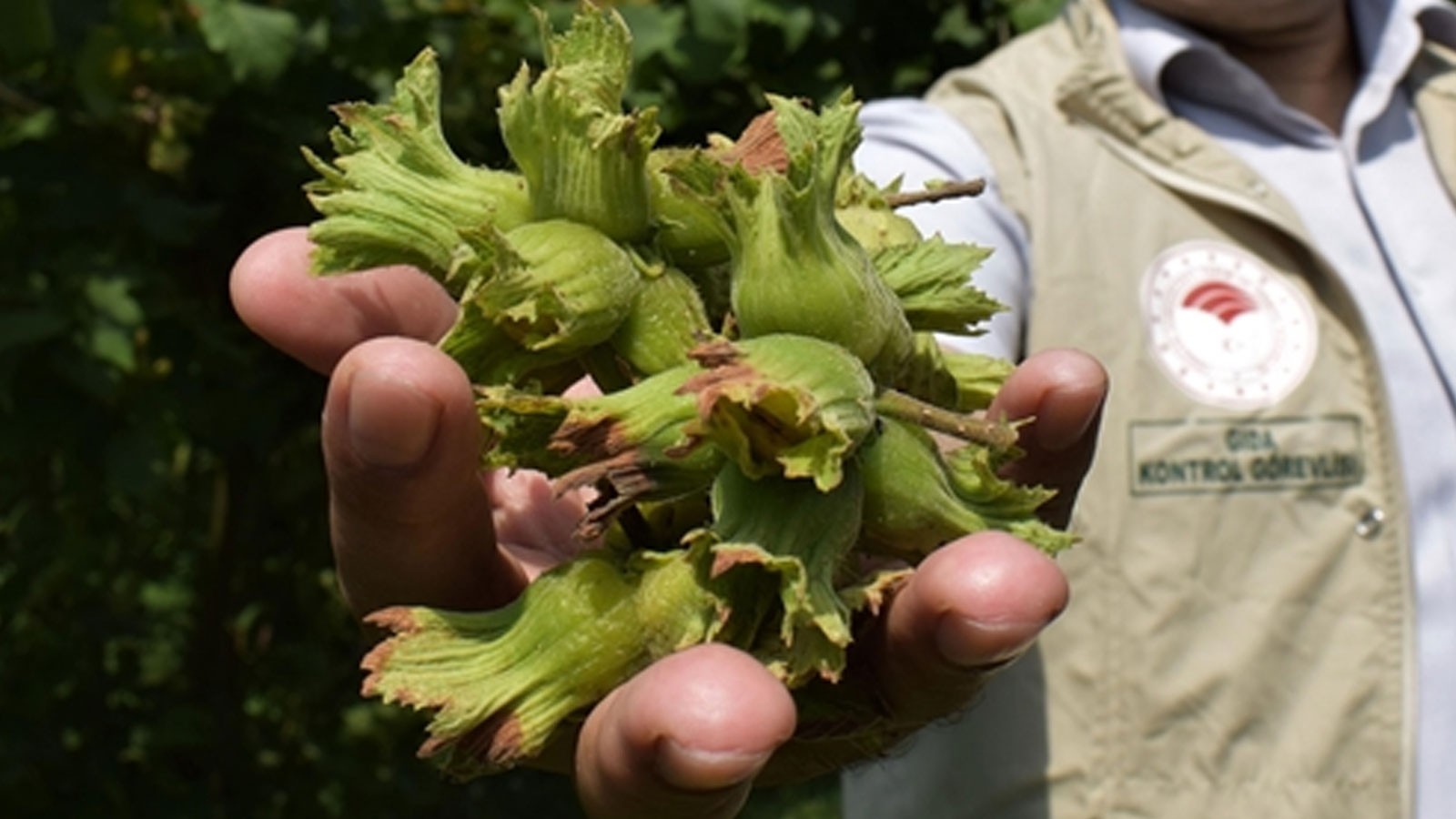 Le salaire quotidien des travailleurs de la noisette en 2025 a été annoncé