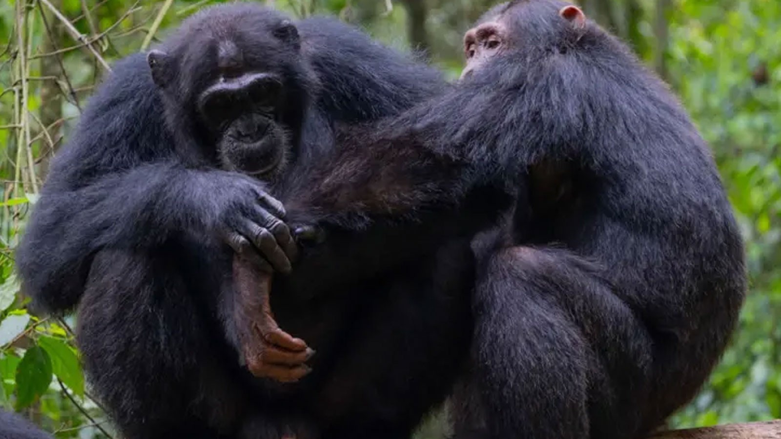 Les chimpanzés sauvages ont été vus lors de la création de «premiers soins»