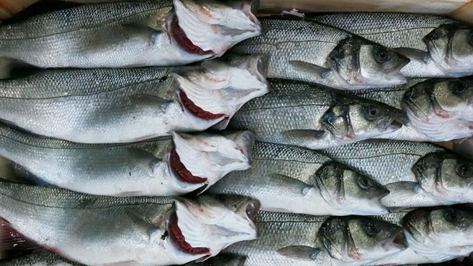 Les fermes à poissons sont établies sur la lune! Le bar sera cultivé dans l'espace