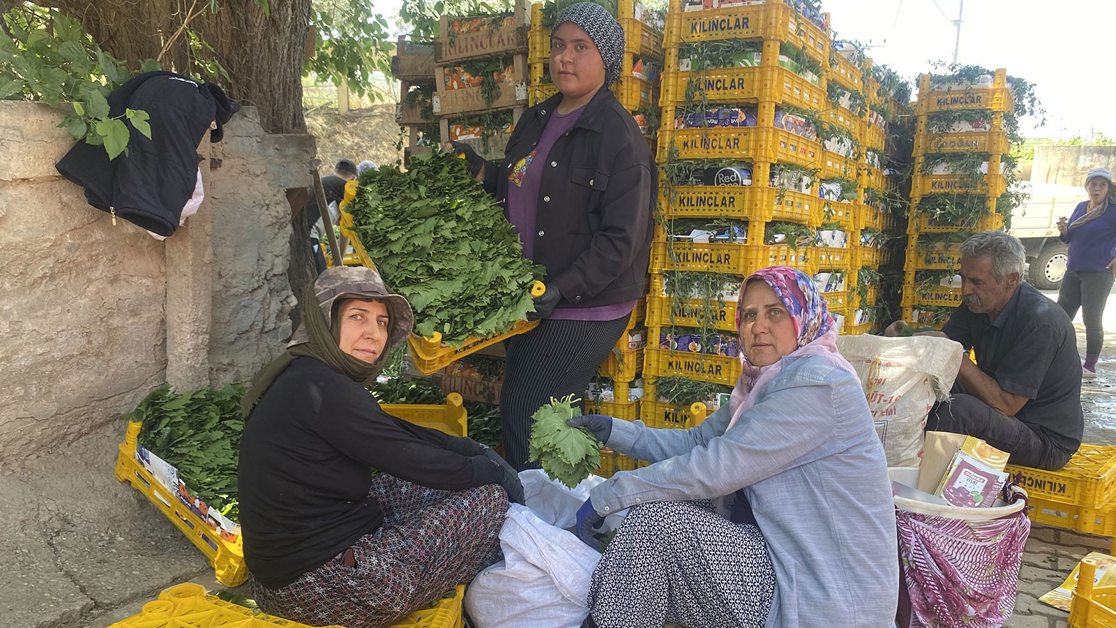 Poids 70 livres et aucune dépense; Ils vendent à la fois en Turquie et à l'étranger