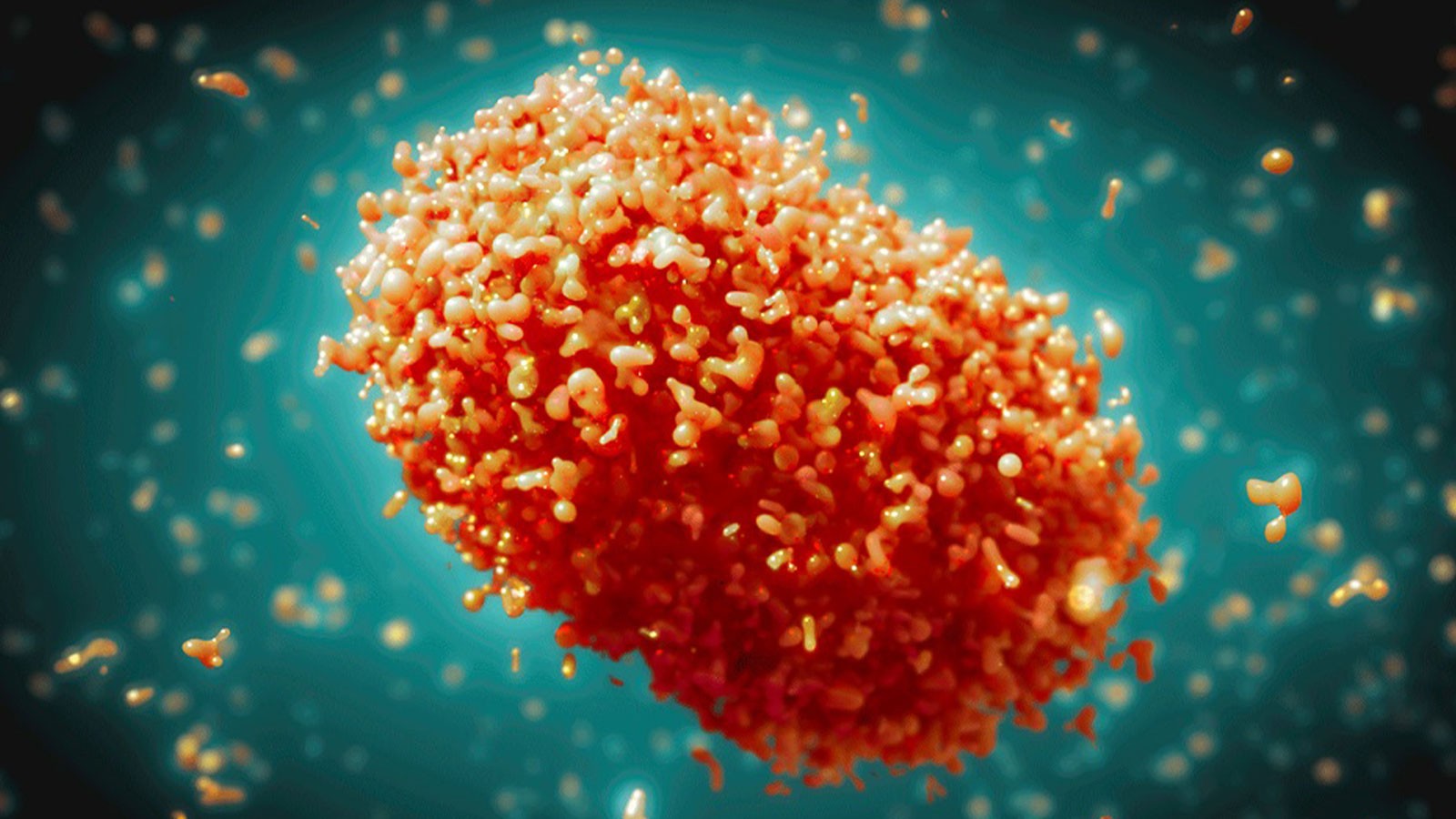 Une fermeture de 12 jours a été annoncée en raison de l'augmentation des cas de fleurs de singe dans la région de Bacur du Pakistan