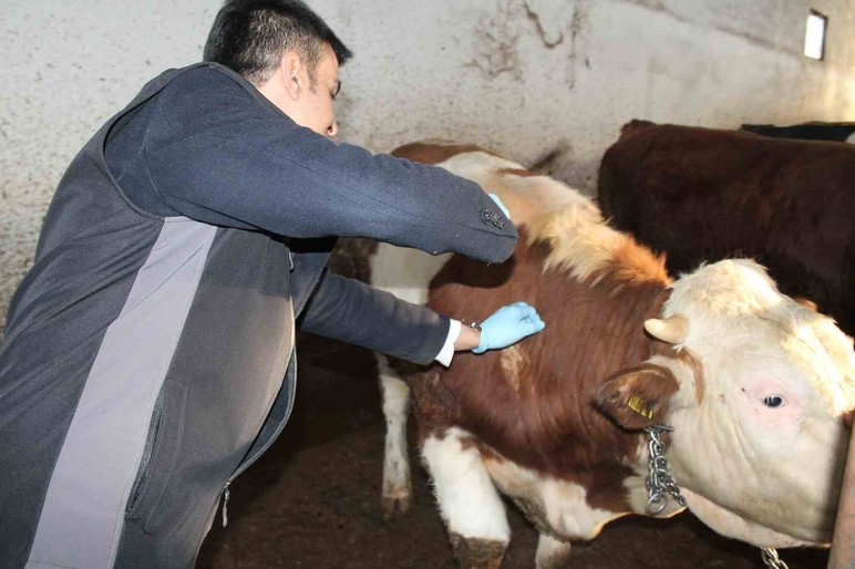 La quarantaine de chape effrayée, est la cause de la contrebande épidémique? - Image: 2