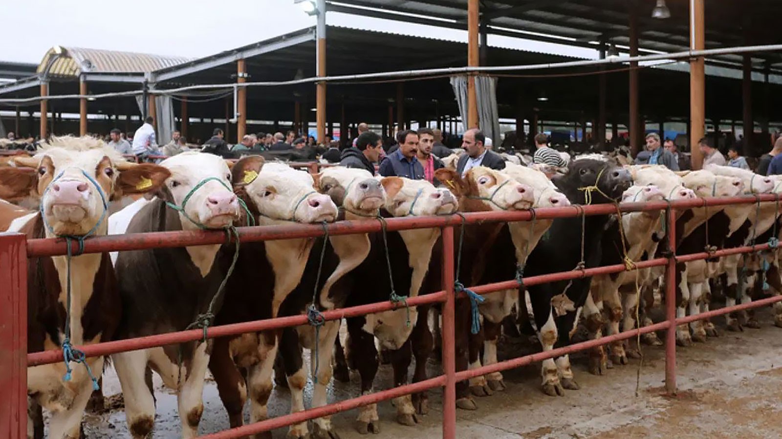 La quarantaine de chape effrayée, est la cause de la contrebande épidémique?
