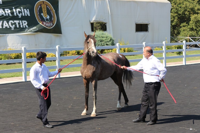Il a gagné 23 millions de 45 000 livres de la vente de poulain à la fois - Image: 2