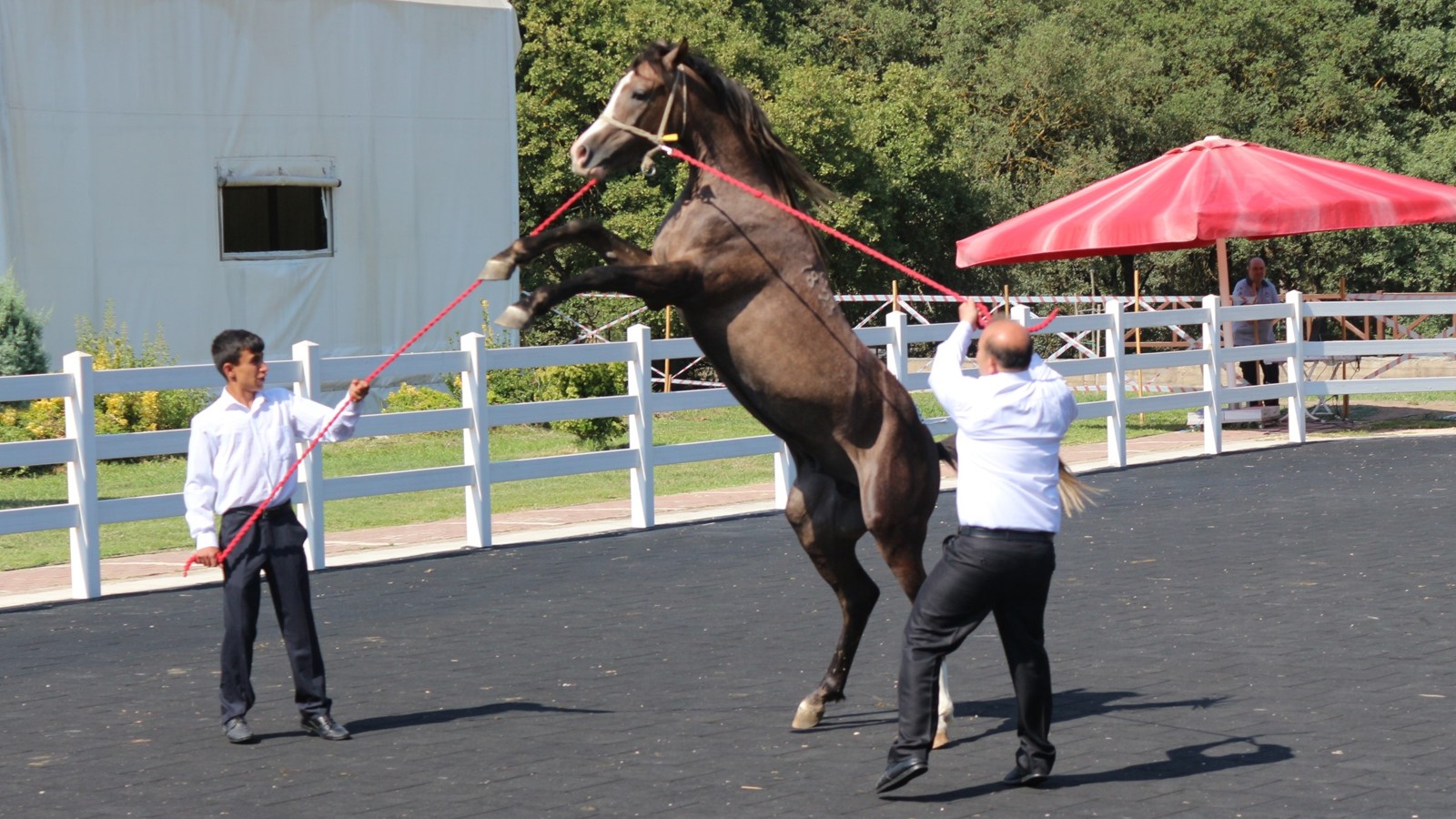 23 millions 45 mille livres de la vente de revenus gagnés en poulain