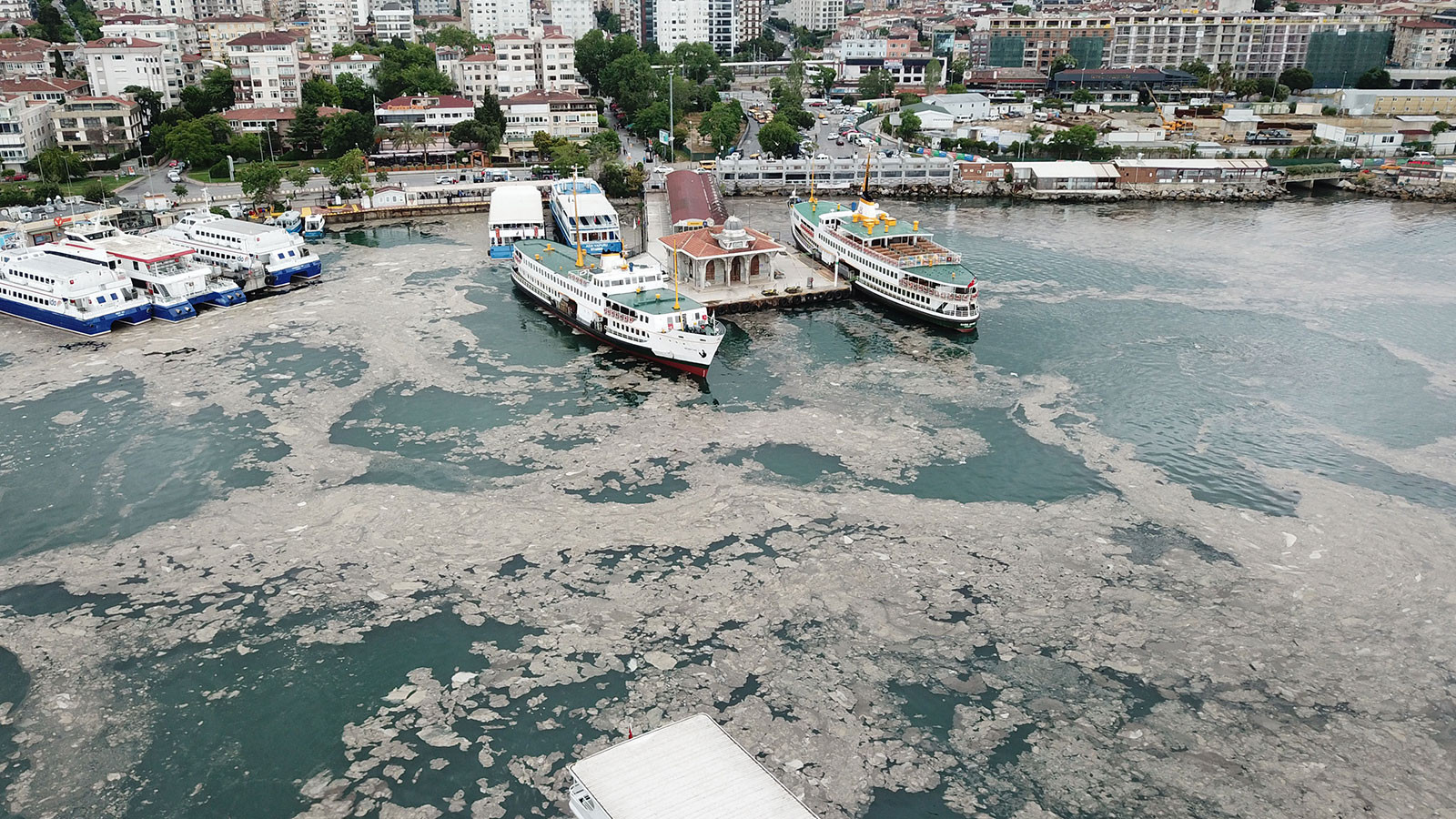 Voici la prière funéraire! Même la rébellion des Sharks