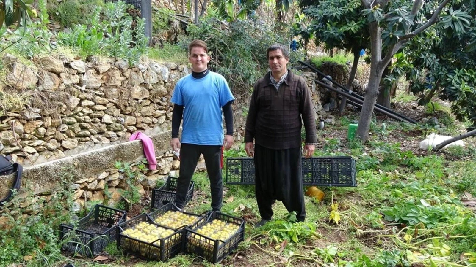 Le poids va à 150 TL! Le célèbre fruit d'Alanya sur les stands