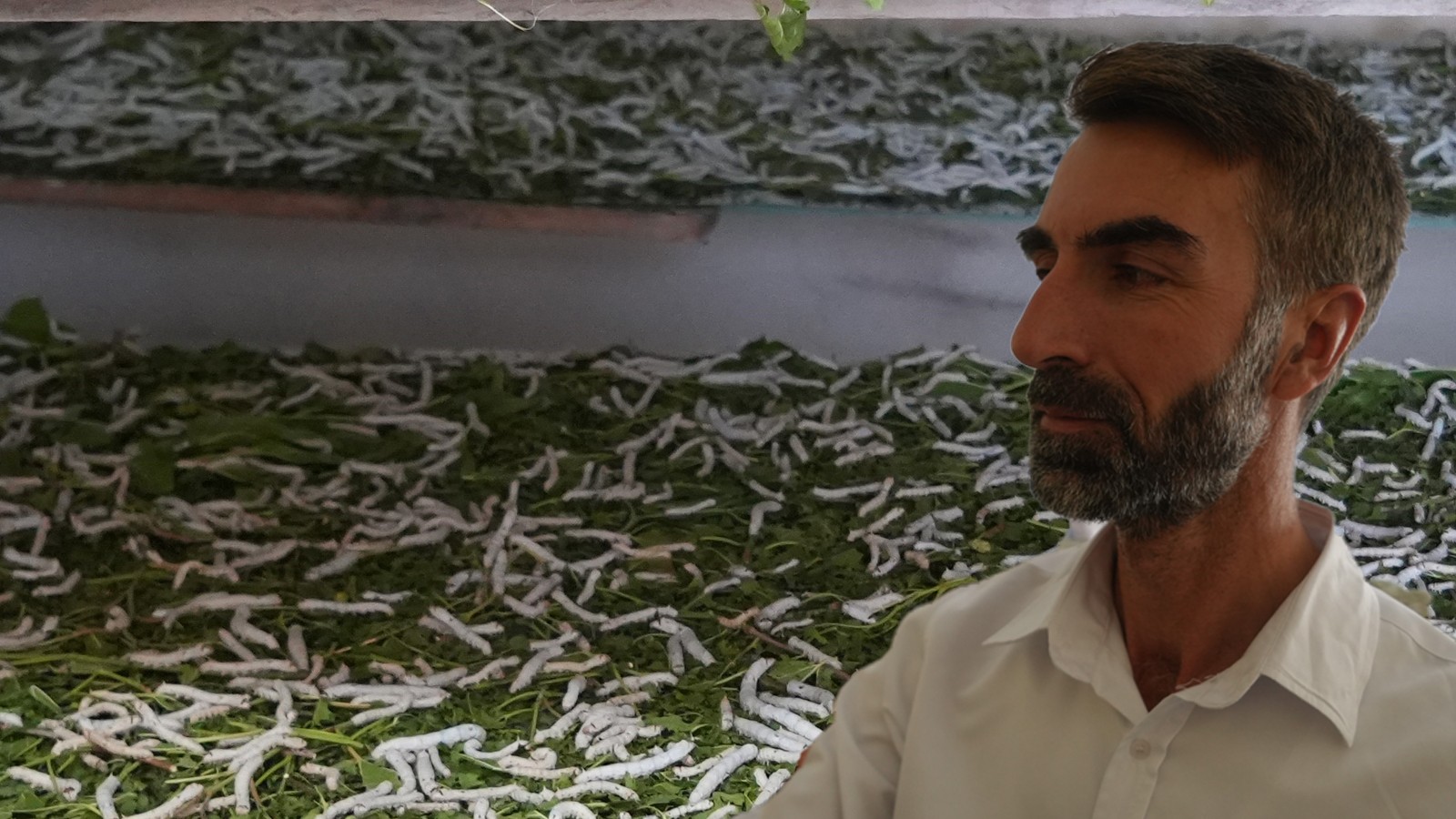 Le prix du poids est de 1400 livres! Cela ne les dérangeait pas les réactions et est entré dans le coin de l'insecte!