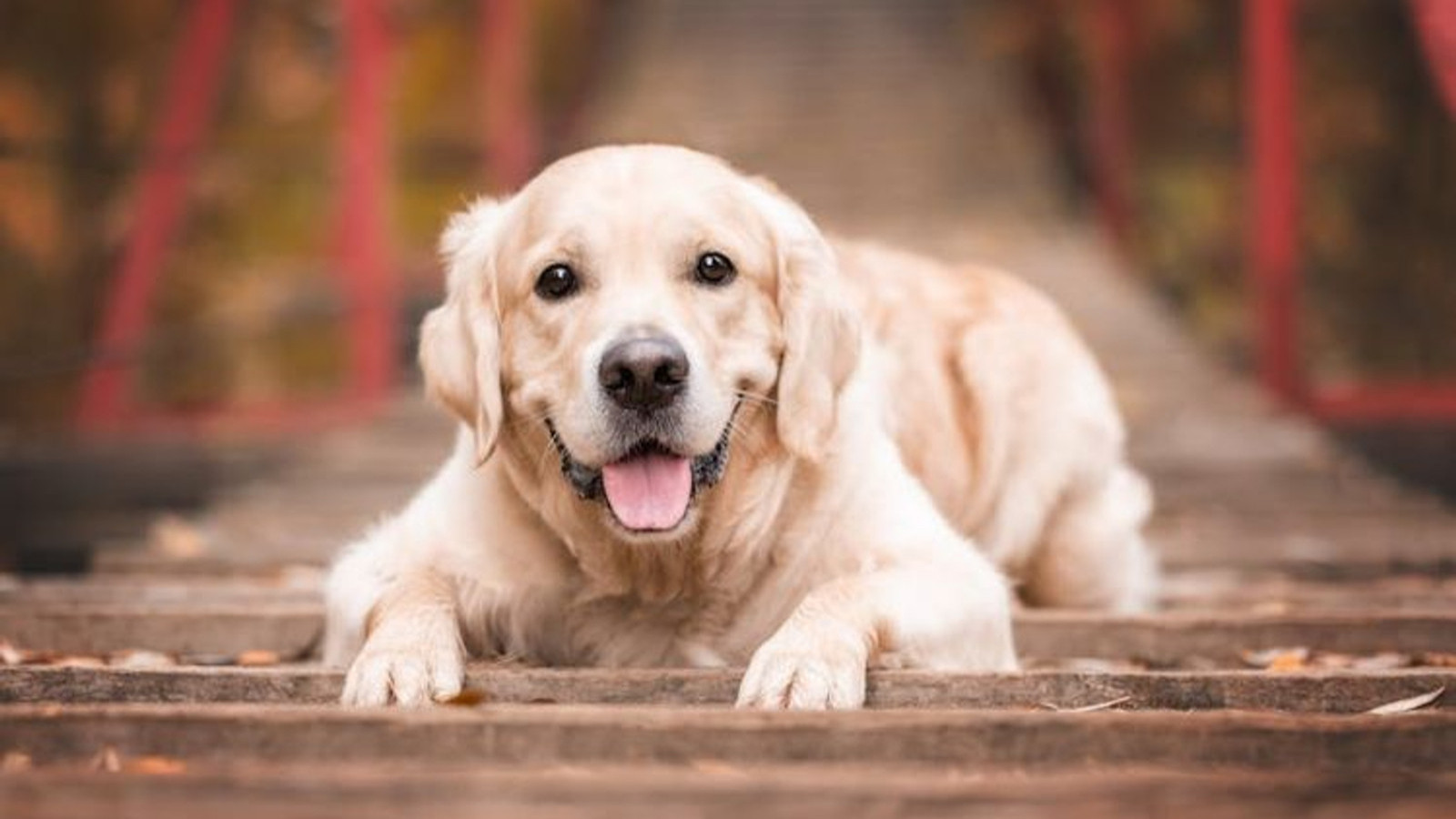 Les chiens formés ont détecté la maladie de Parkinson avec une précision de 98%