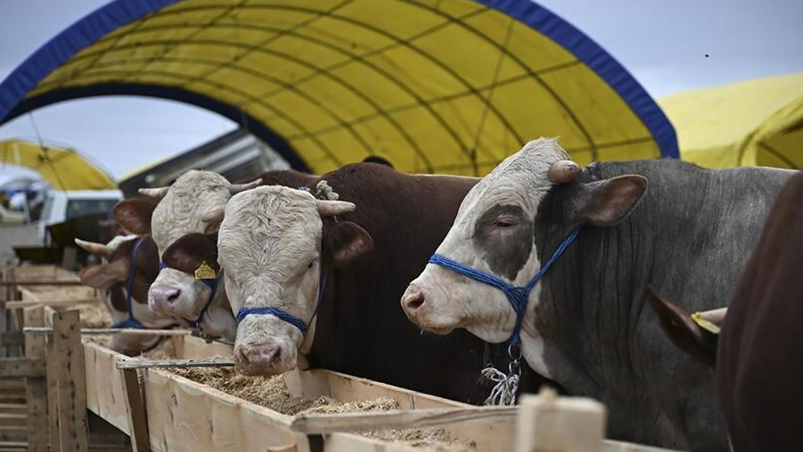 Le journal Whisper a fait cela aussi! Lie de viande artificielle a agrandi l'épidémie