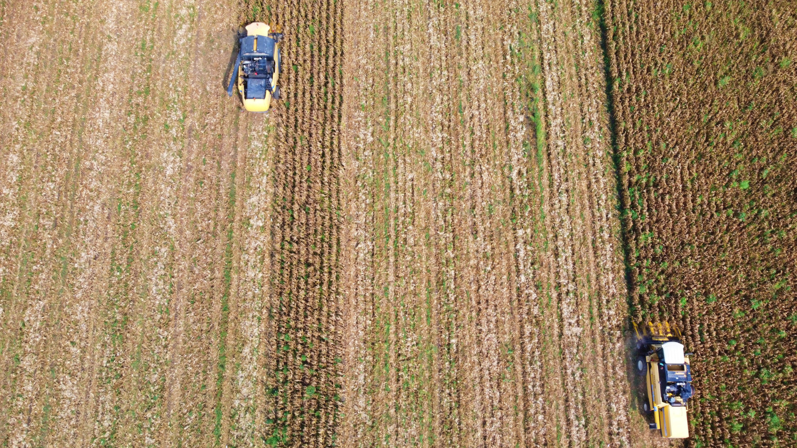 À Osmaniye, où 463 mille tonnes de rendement sont attendues en Égypte, combine entrée dans les champs