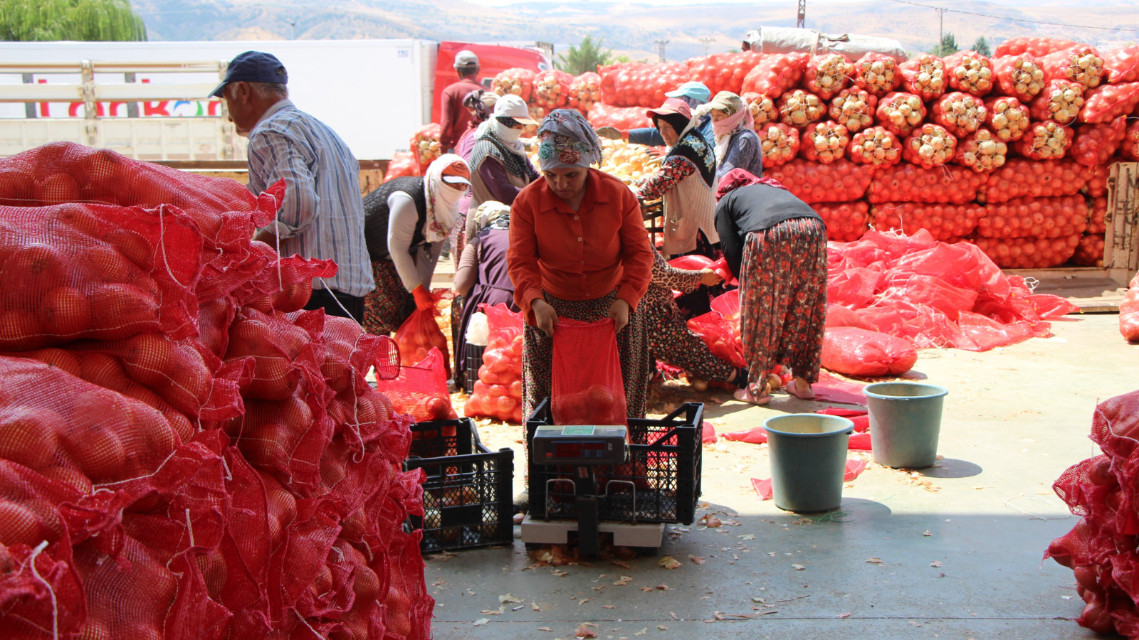 Amasya Onion est vendu à l'Europe