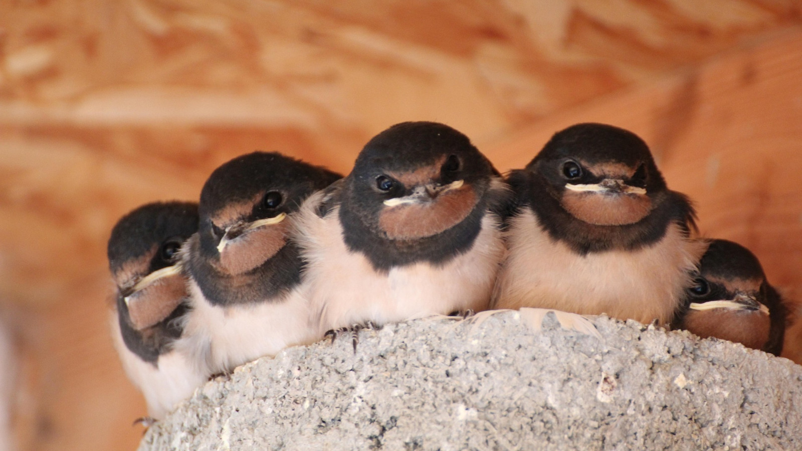 Comment les hirondelles ont-elles mis en place le nid parfait?