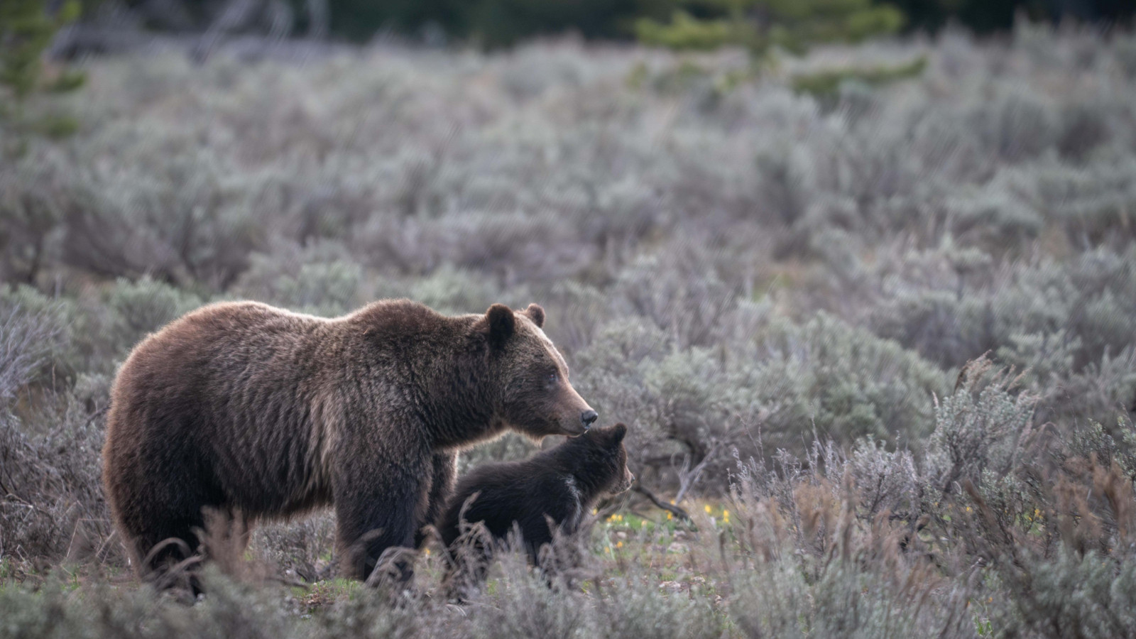 Comment les ours comprennent-ils que la période de l'hibernation arrive?